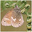 Large Heath Butterfly (Image: Natural England and Peter Roworth)
