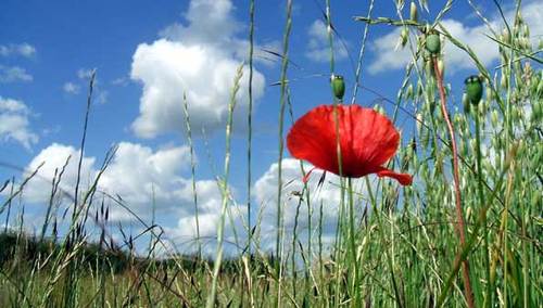 Fair-weather Cumulus (Cumulus humilis), a rather rare sight during July 2009