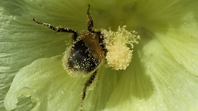 A bee covered in pollen by Steve Wainwright