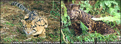 Leopardo nebuloso