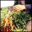 Agricultura