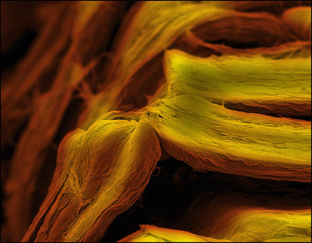 Rinkal Desai's 'Effect of the Creping Process on a Softwood Tracheid in Bathroom Tissue'