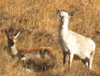 White hind