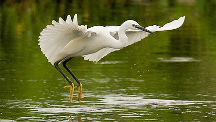 A little egret landing by Martin Pulling.