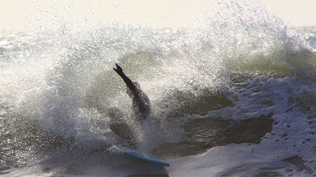 Gull surfing. Image by Mark Evans