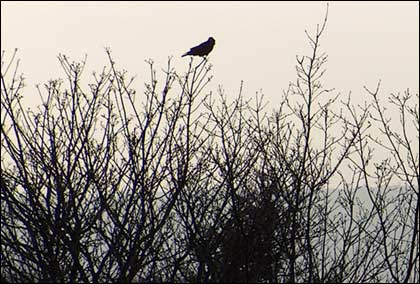 Bird in a tree