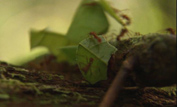 Leaf cutter ants at work