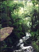 Bwindi National Park