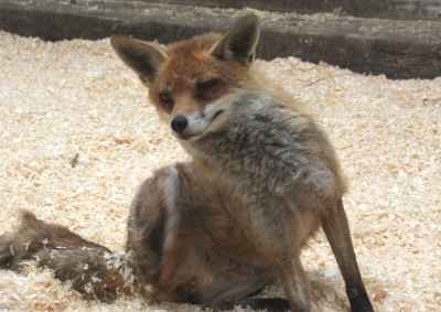 A young fox, an enemy of the brown rat. Courtesy of British Wildlife Centre.
