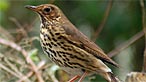 Song thrush. Photo: Gale Jolly