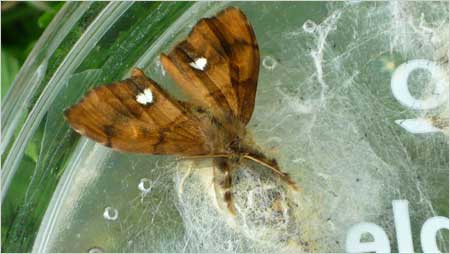 Male vapourer moth c/o Annabelle Tipper