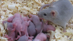 چوہے کے بچے