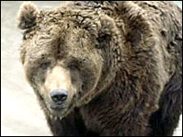 خرس قهوه ای