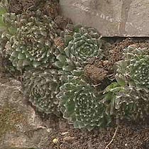 Sempervivum arachnoideum
