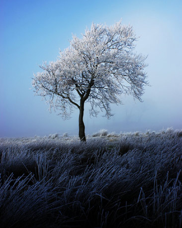 A single tree, frosted against a blue sky background