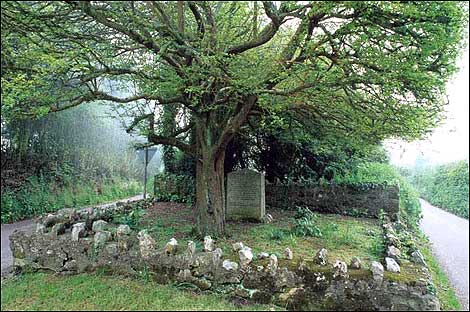 Salcombe Regis Thorn 