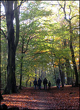 Ecclesall Woods, Sheffield