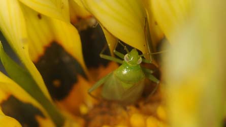 Capsid gwyrdd cyffredin