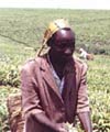 Ugandan worker at tea plantation
