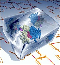 ريبوسوم ماماليان