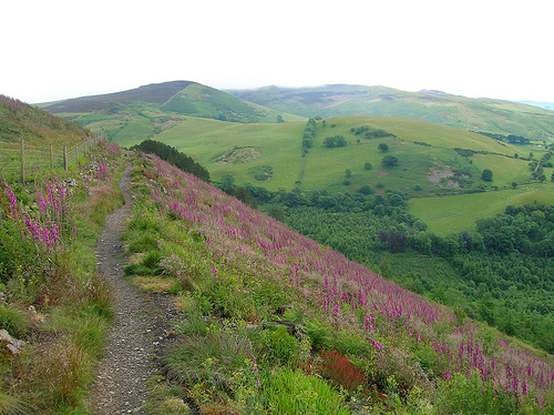 Foxgloves on Penycloddiau by Pete Lewis, on Flickr