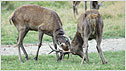 Rutting deer