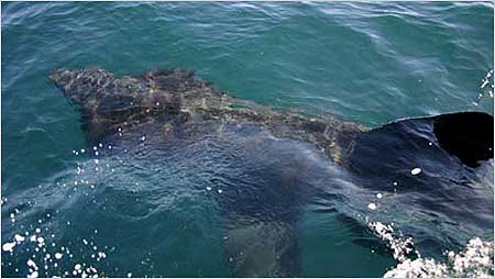 Basking Shark c/o Hebridean Wihale and Dolphin Trust
