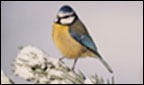 The Blue tit