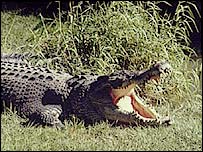 मगरमच्छ