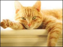 Cat with paw outstretched