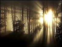 Sol e floresta
