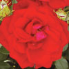 Rosa 'George Best'