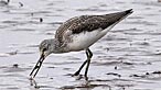Greenshank. Photo: Moses Davies