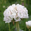 Armeria maritima 'Alba'