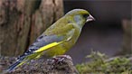 Greenfinch. Photo: Kenneth Wilson Smith