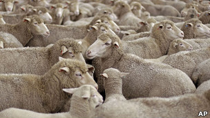 sheep