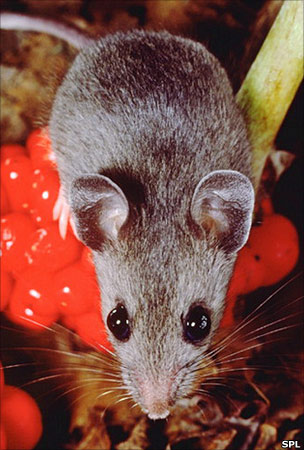 White-footed mouse