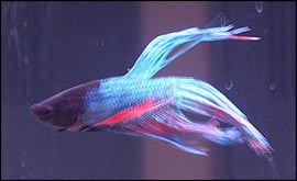 Vote for Flaunting Frederico in the Fish Academy