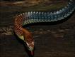 Denddrelaphis kopsteini (Foto: © Gernot Vogel)