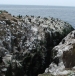Farne Island cliffs