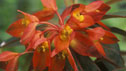 Euphorbia griffithii 'Dixter'