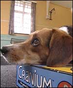 A dog resting his head on a box