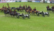 The King's Troop Royal Horse Artillery, whose Musical Drive is one of the most spectacular displays of horsemanship in the world. 
