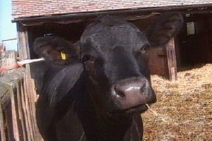 Annis feels implicated