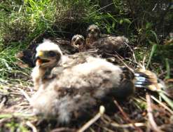 A flock of Hen Harriers nesting.