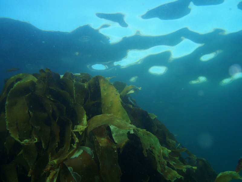 The kelp near the surface at Barrier Number Two