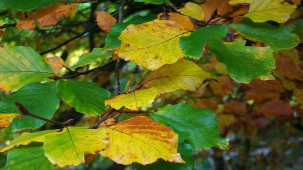 A close up view of yellow and green beech leaves
