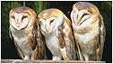 Barn Owls c/o BBC Science Photo Library