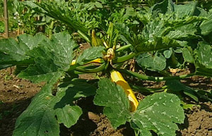 Courgette plant