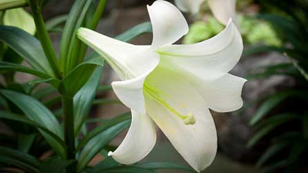 Lili 